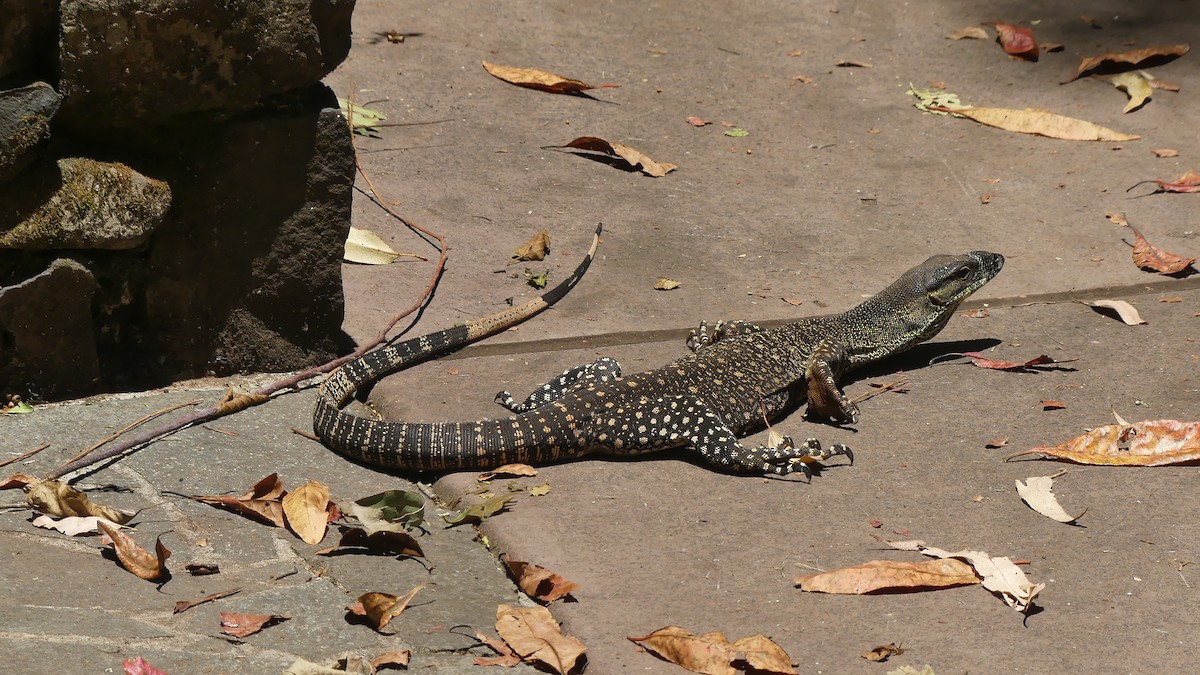 Stripe-tailed Monitor - ML646432104