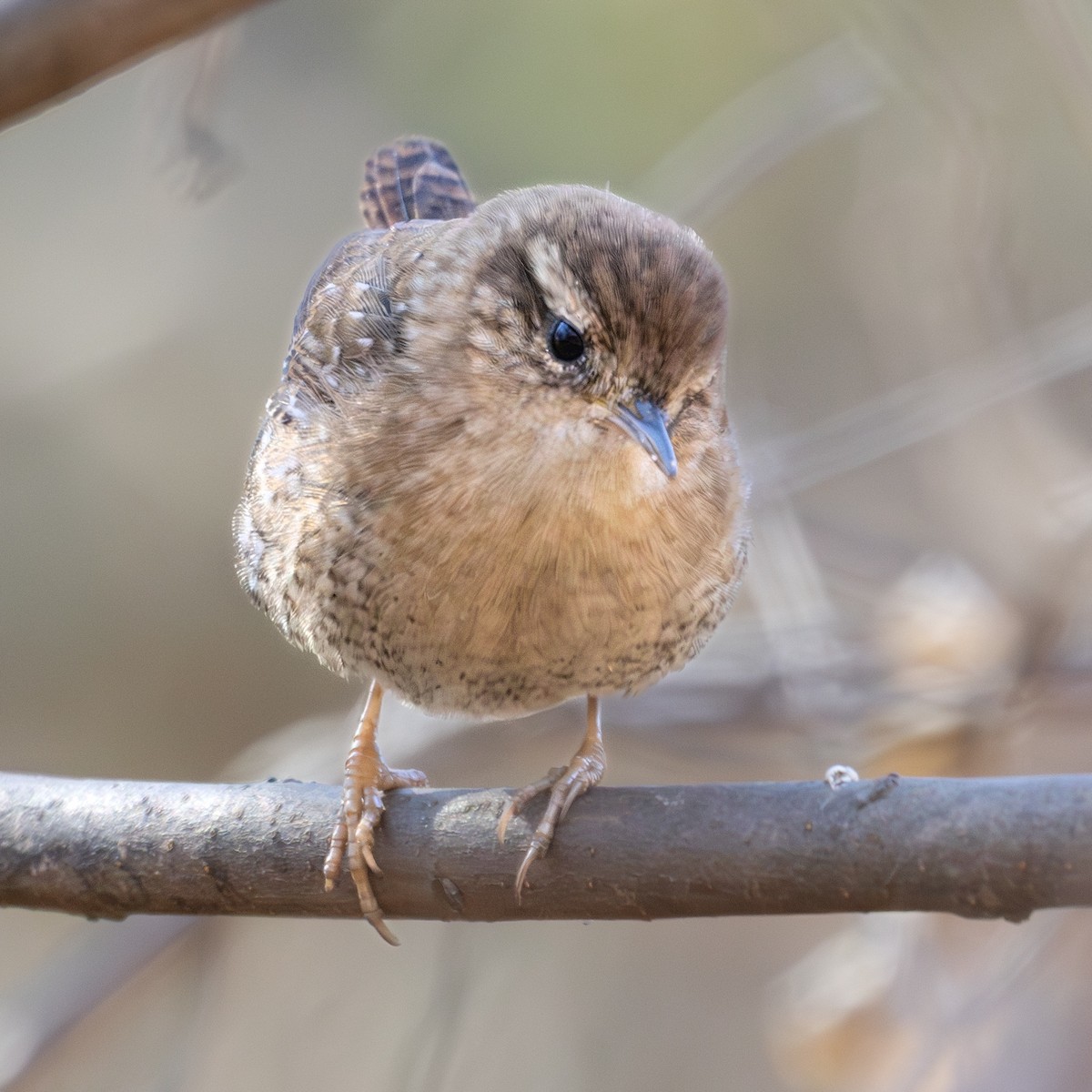 Winter Wren - ML646432108