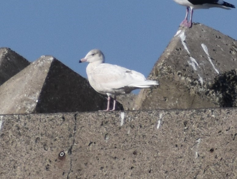 polarmåke - ML646432109