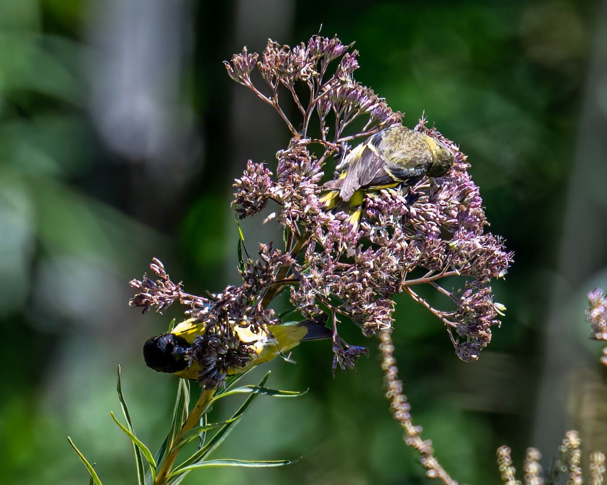 Hooded Siskin - ML646432110