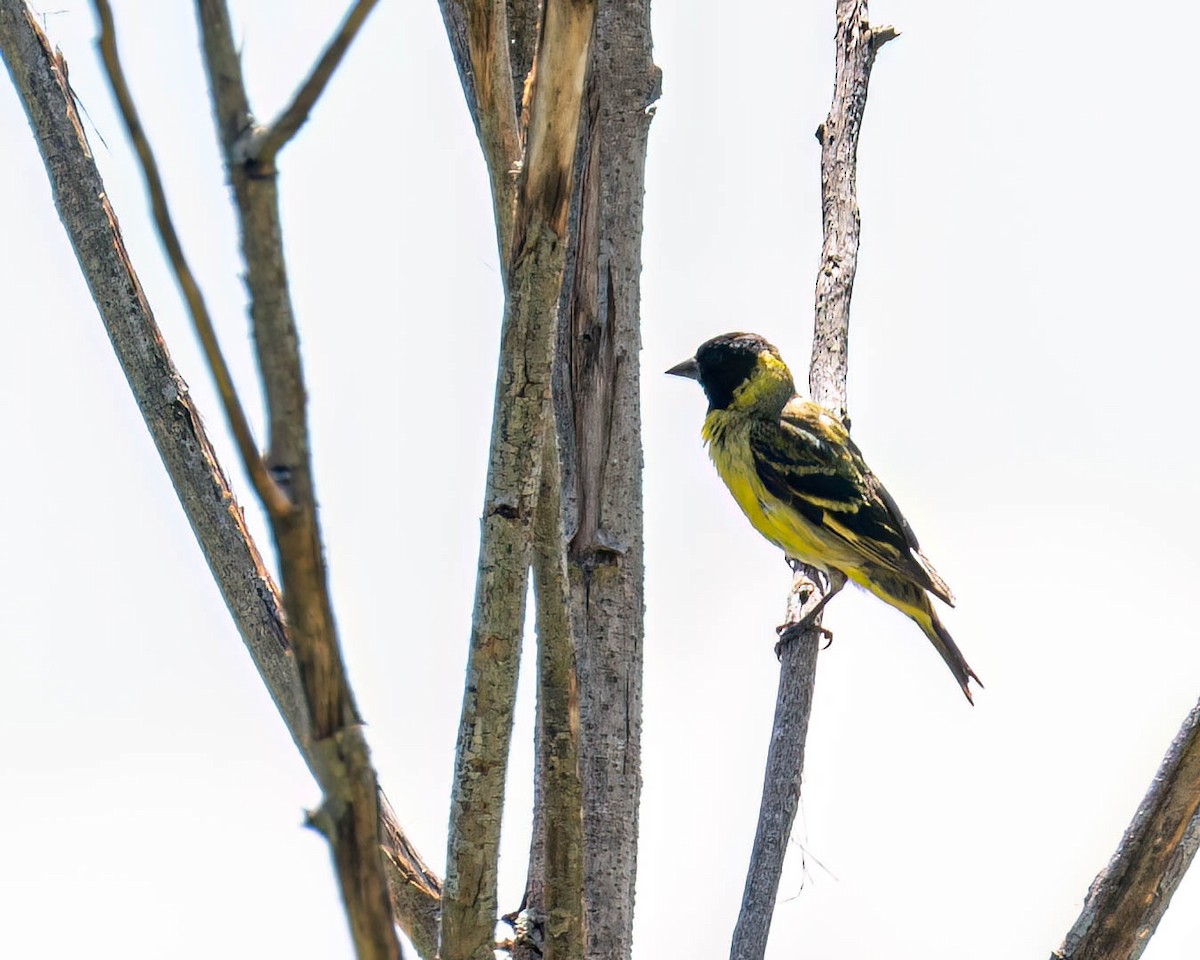 Hooded Siskin - ML646432111