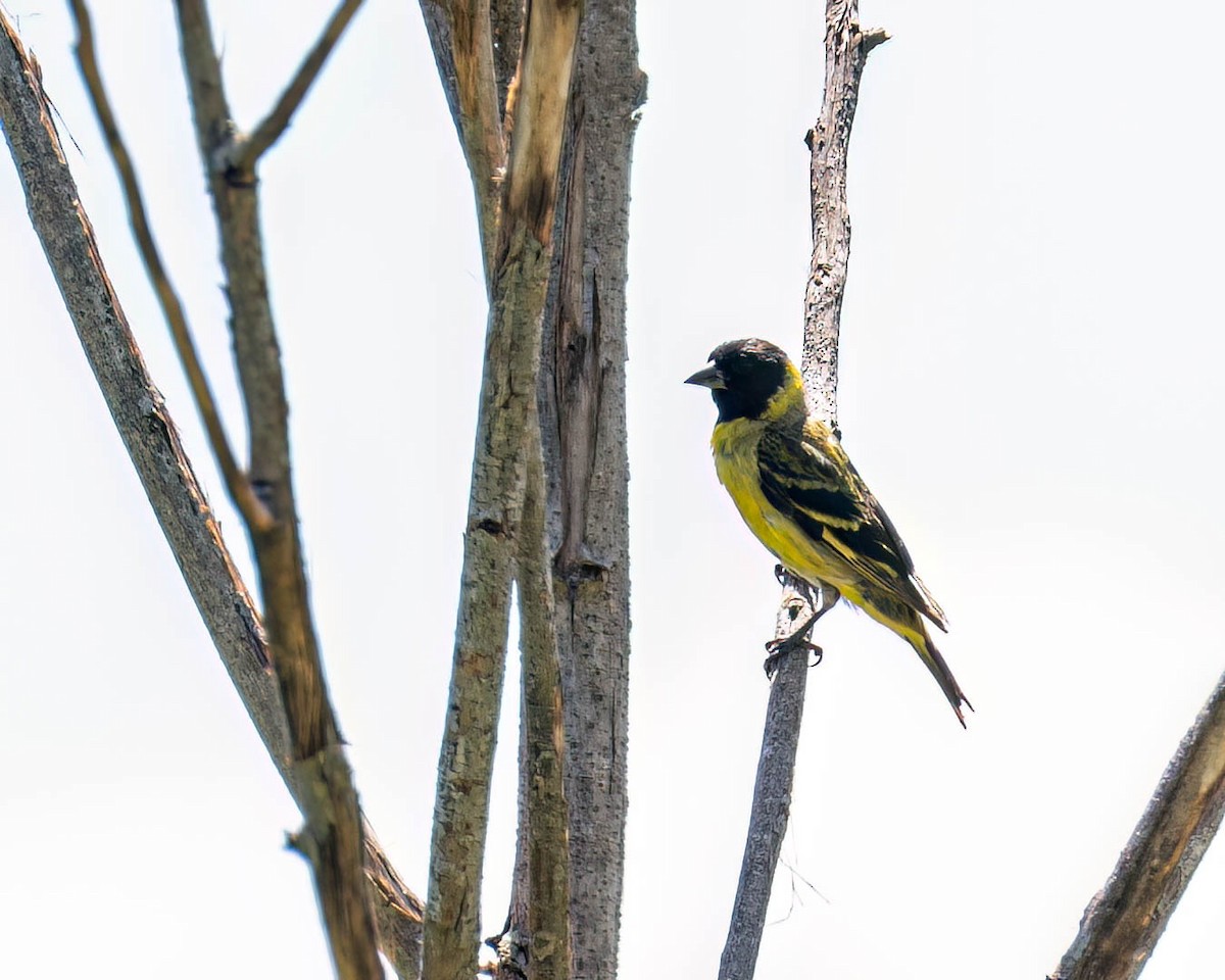 Hooded Siskin - ML646432112