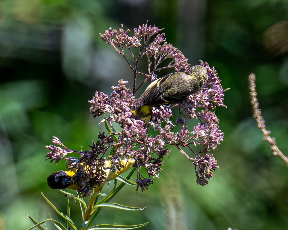 Hooded Siskin - ML646432113