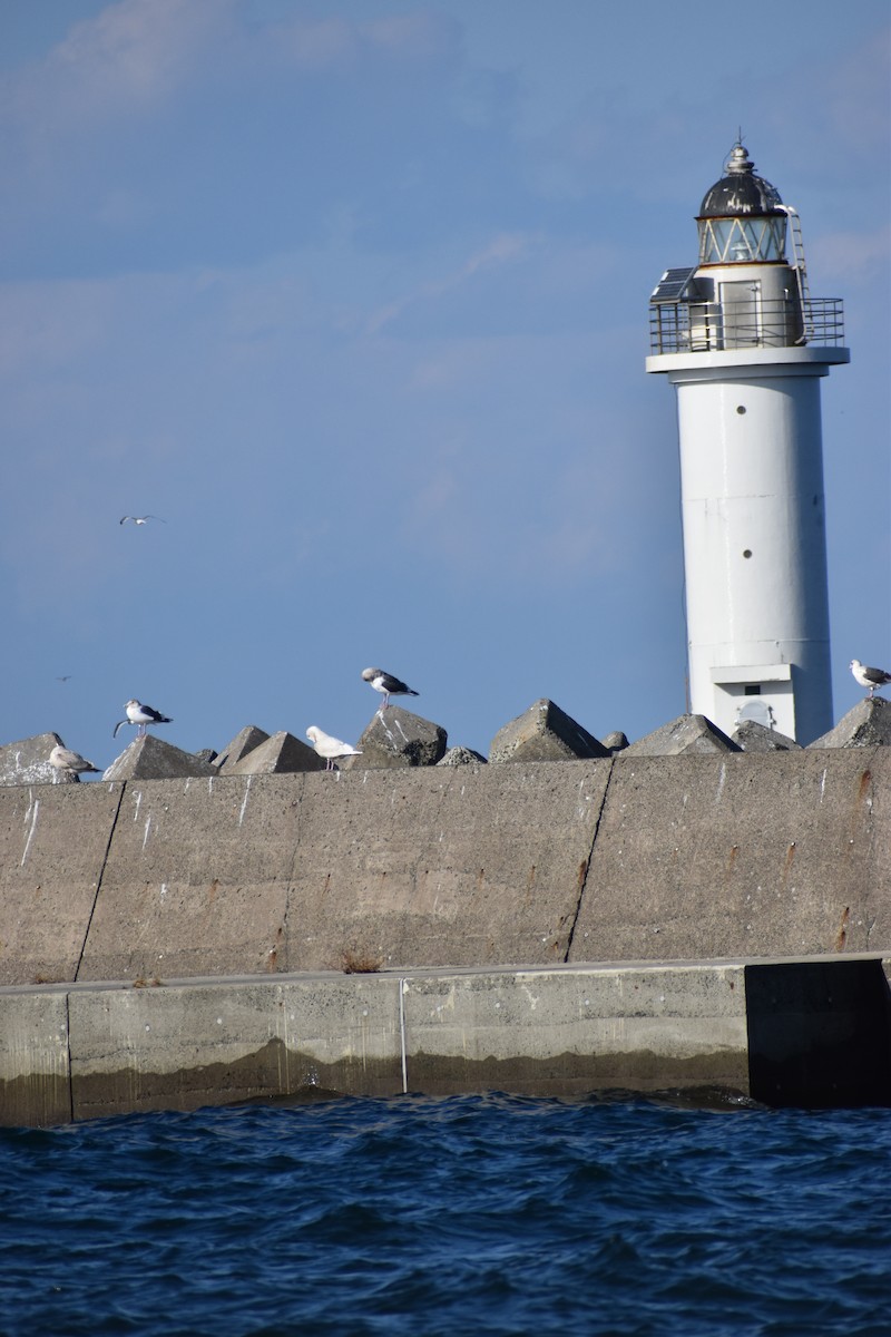 polarmåke - ML646432114