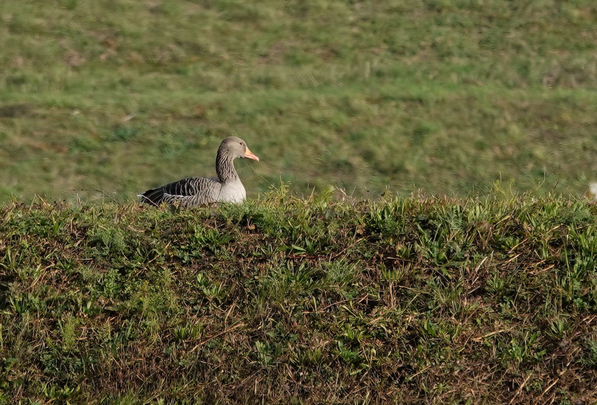 Graylag Goose - ML646432115