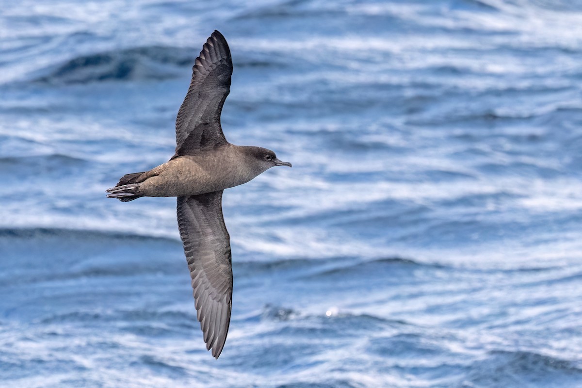 Short-tailed Shearwater - ML646432116