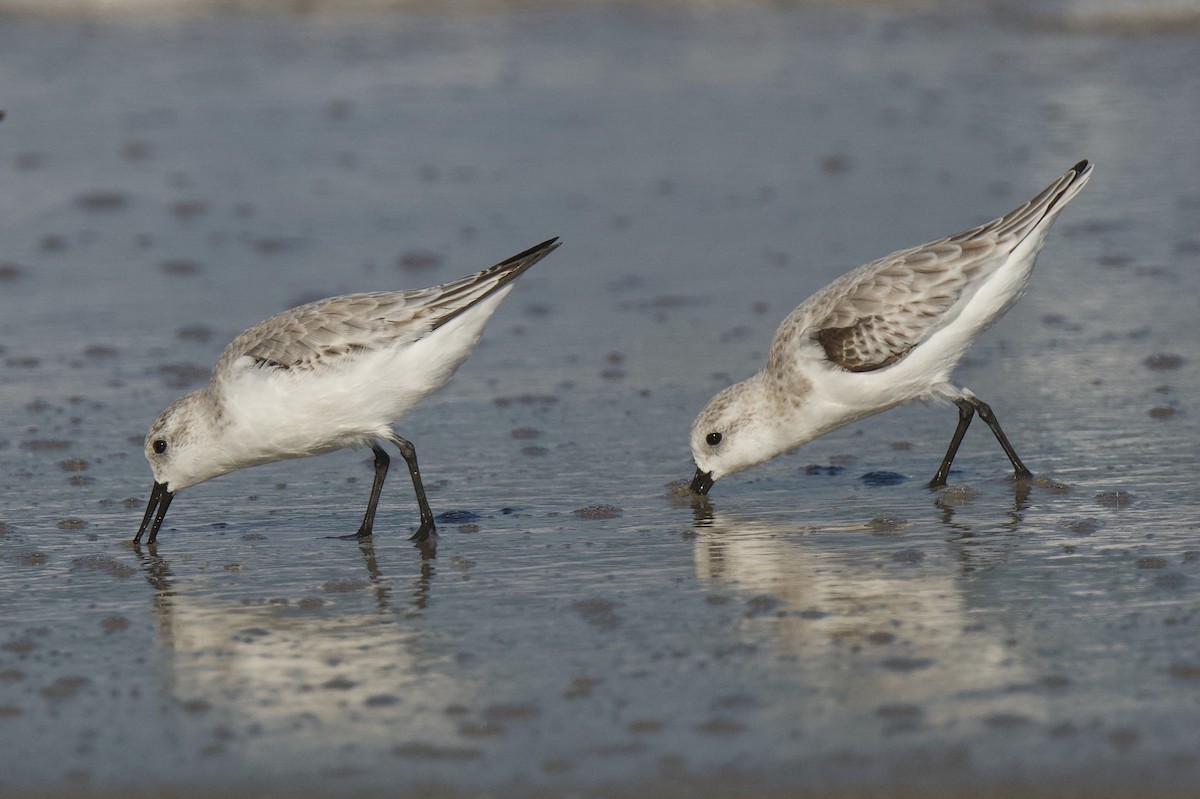 jespák písečný - ML646432117