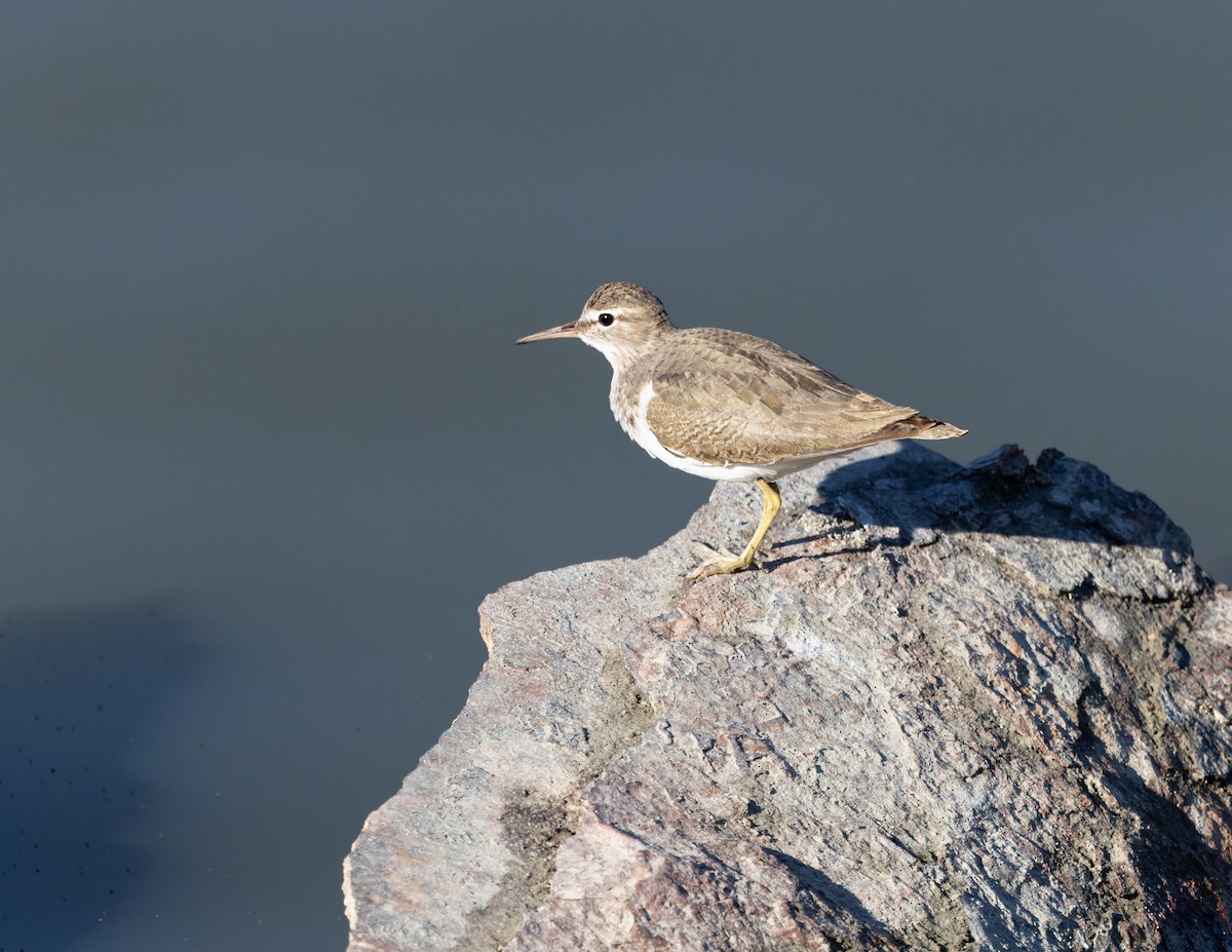 Piro piro macchiato - ML646432118