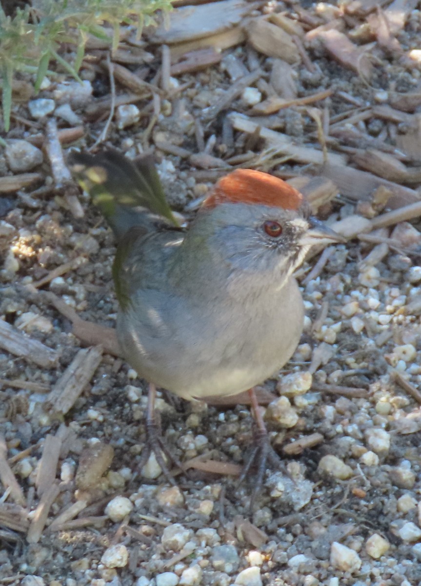 Green-tailed Towhee - ML646432119