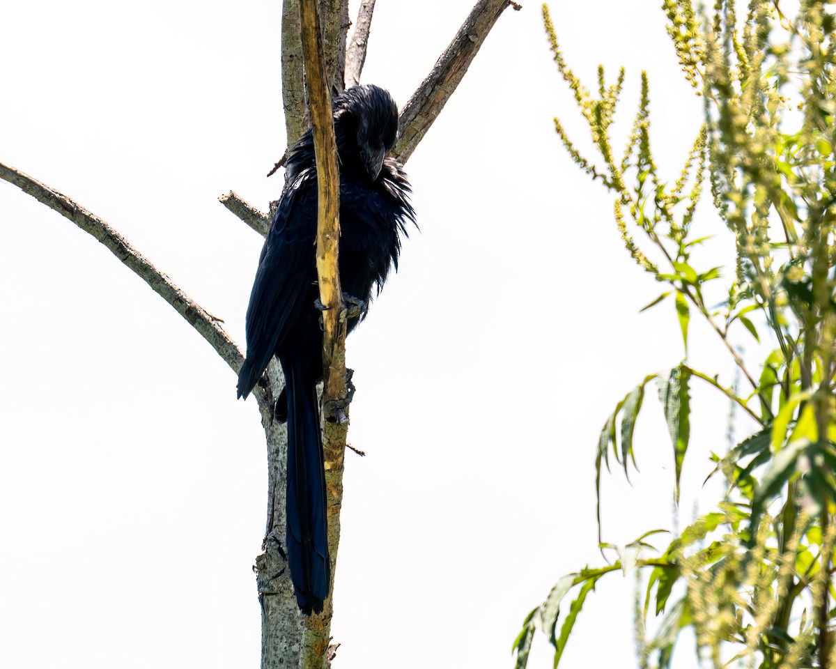 Smooth-billed Ani - ML646432120
