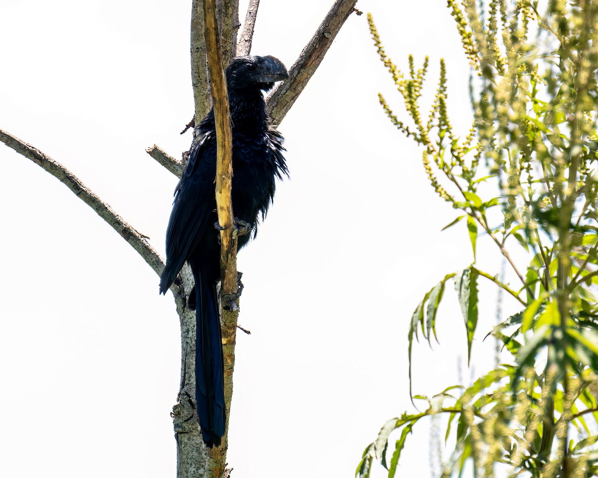 Smooth-billed Ani - ML646432121