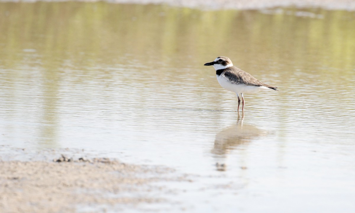 Wilson's Plover - ML646432124