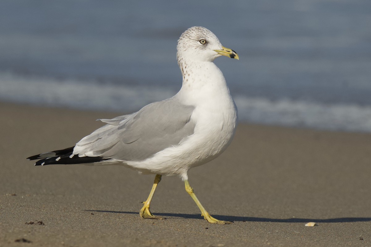 racek kroužkozobý - ML646432126