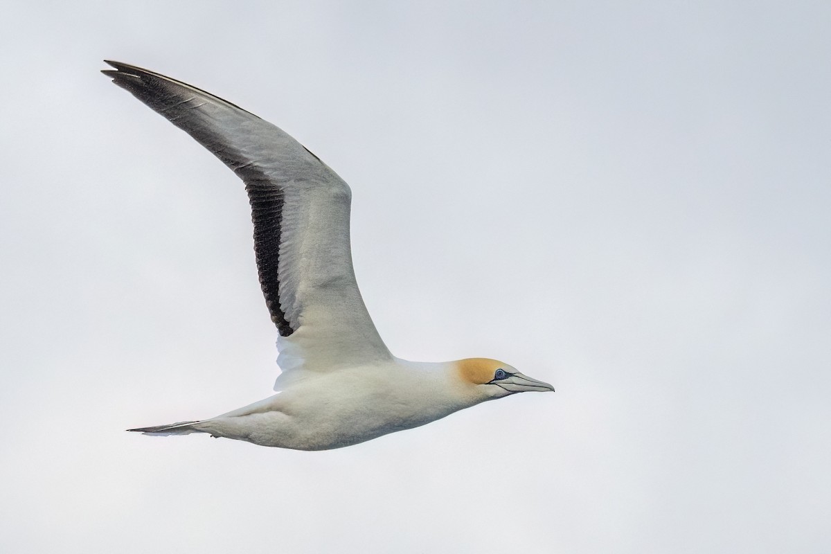 Australasian Gannet - ML646432127