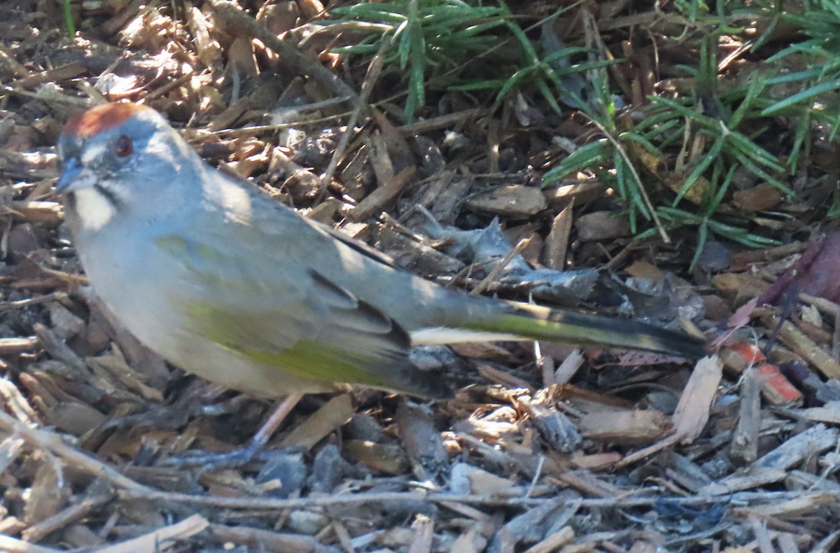 Green-tailed Towhee - ML646432130