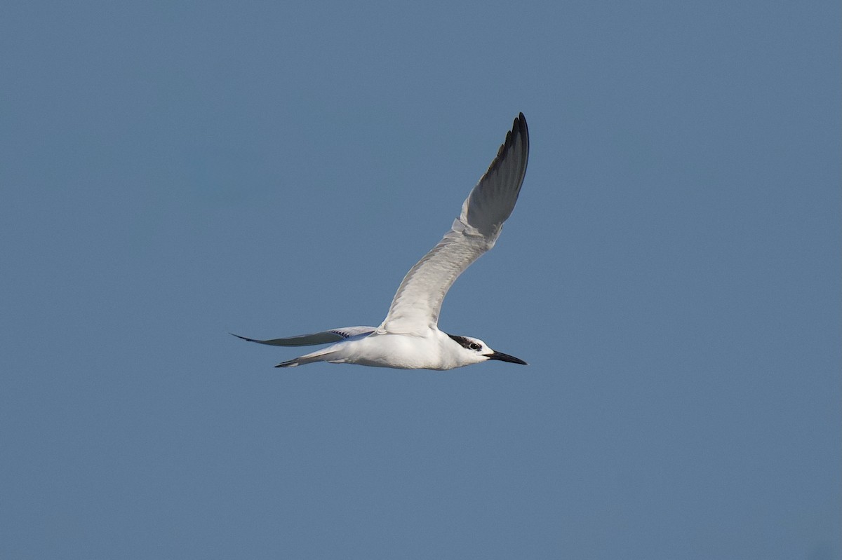 rybák severní - ML646432131