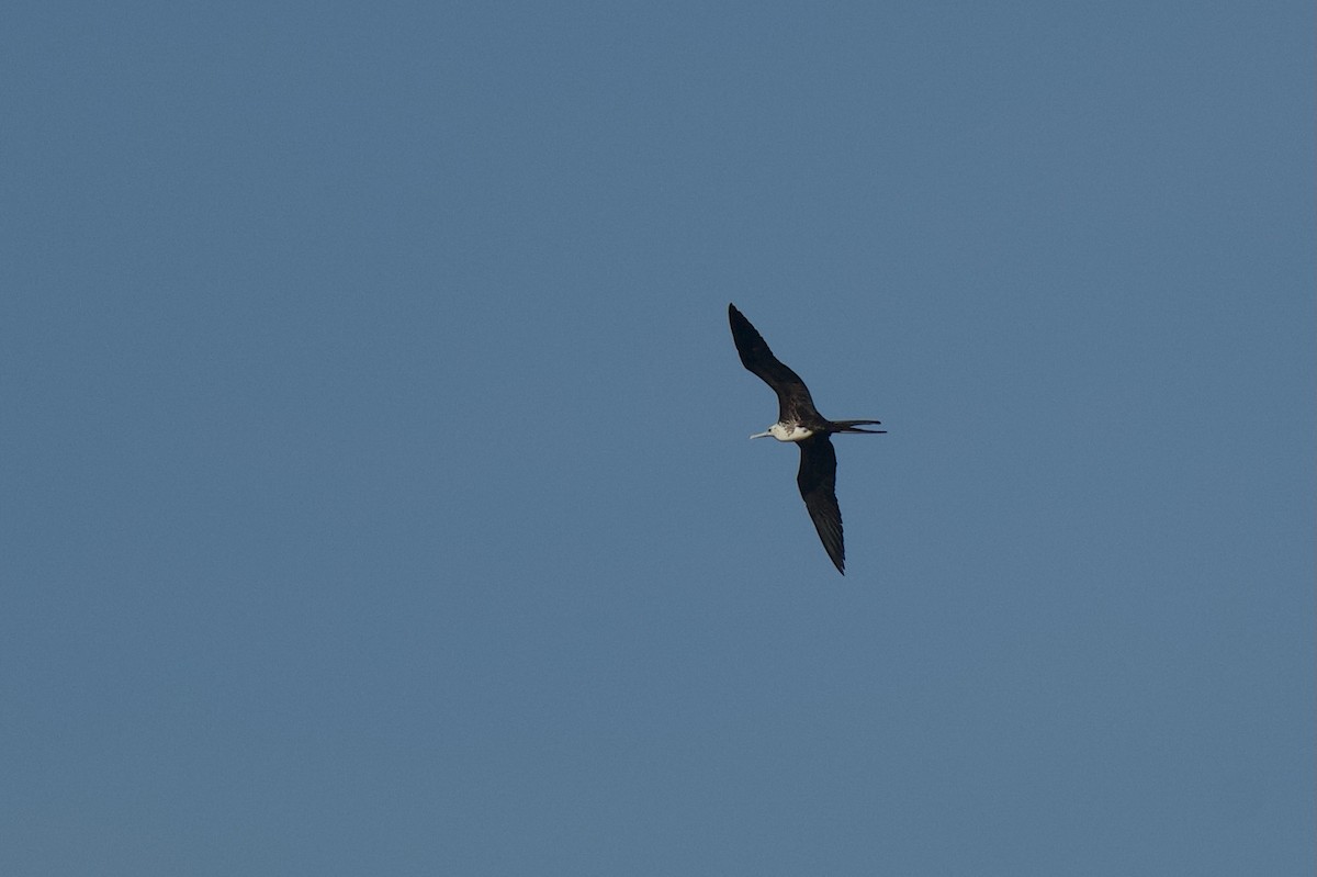 fregatka vznešená - ML646432134