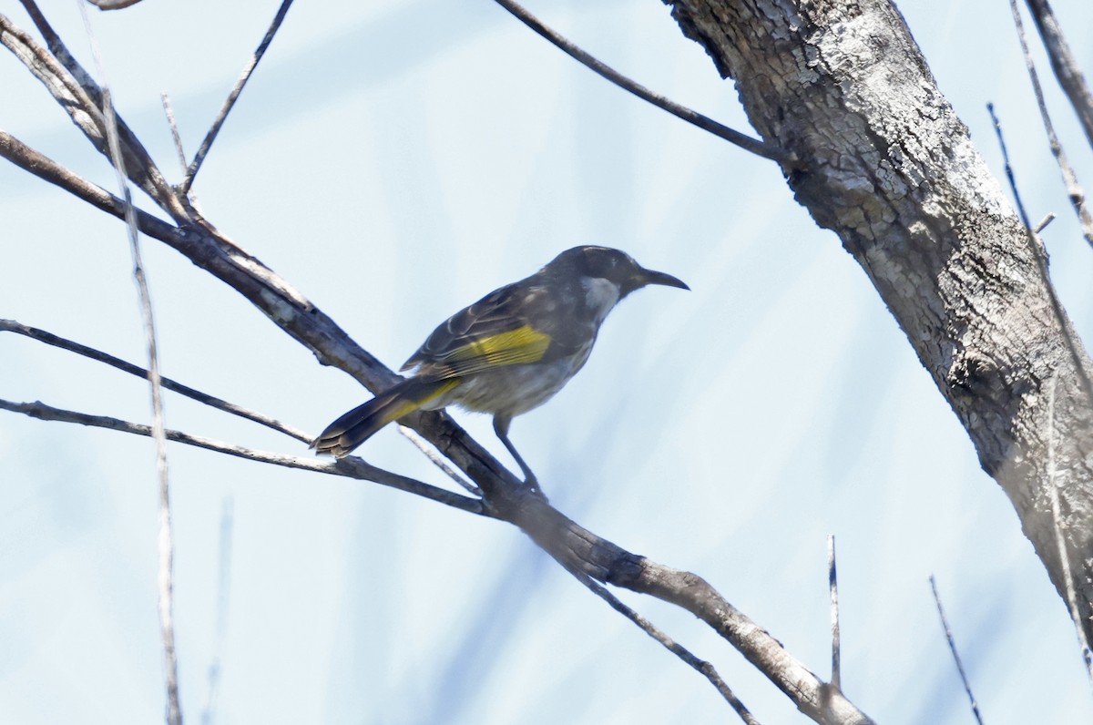 White-cheeked Honeyeater - ML646432137