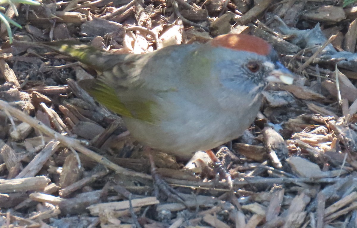 Green-tailed Towhee - ML646432138