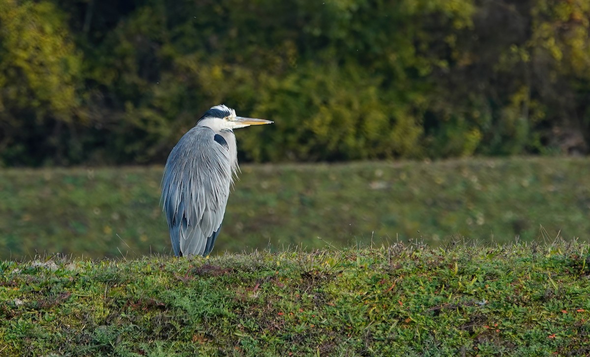 Graureiher - ML646432140