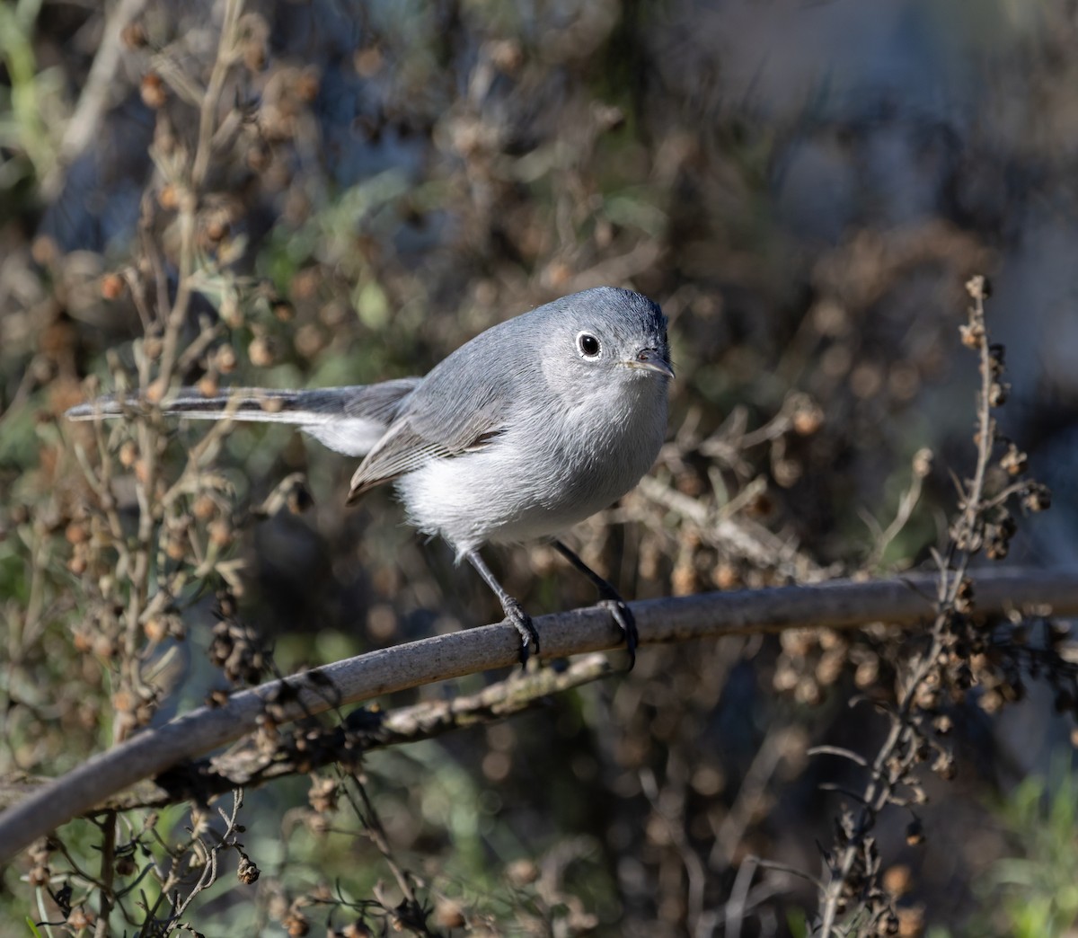 Голубая комароловка - ML646432147