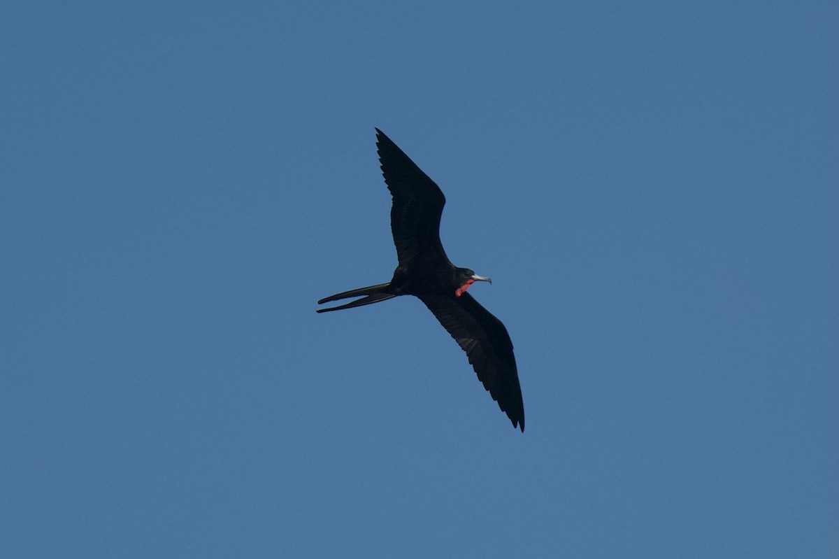 fregatka vznešená - ML646432148