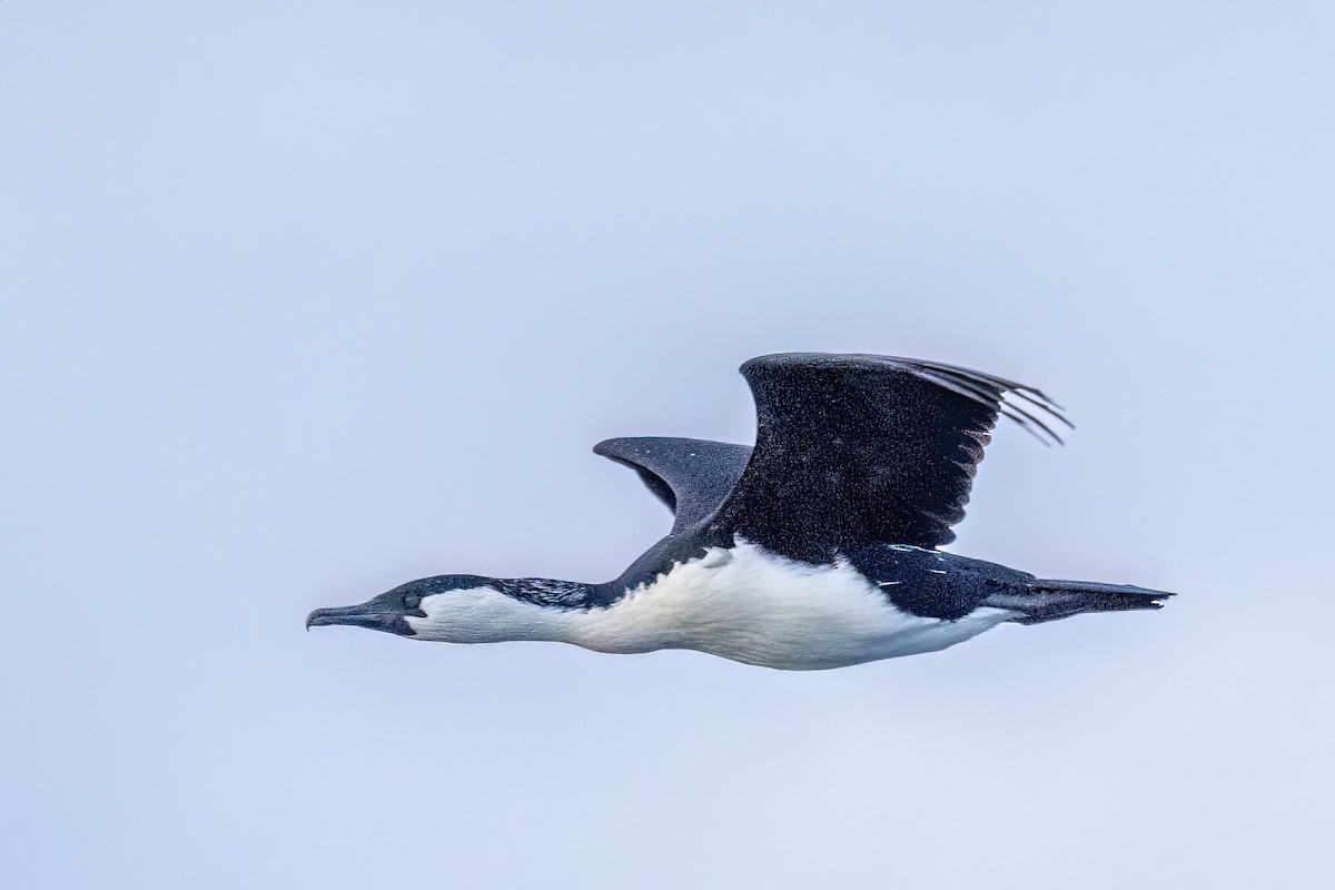 Black-faced Cormorant - ML646432165