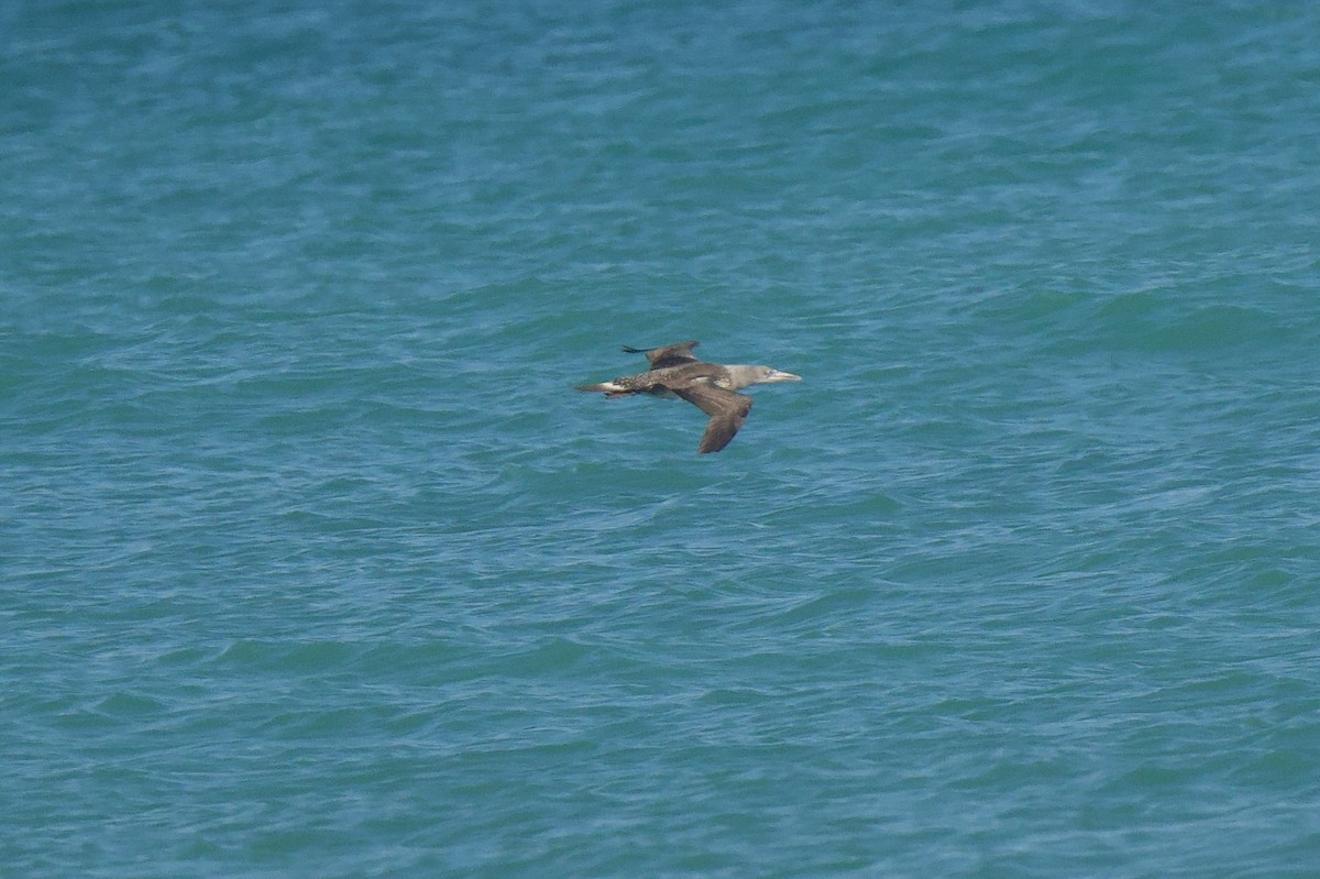 terej bílý - ML646432166