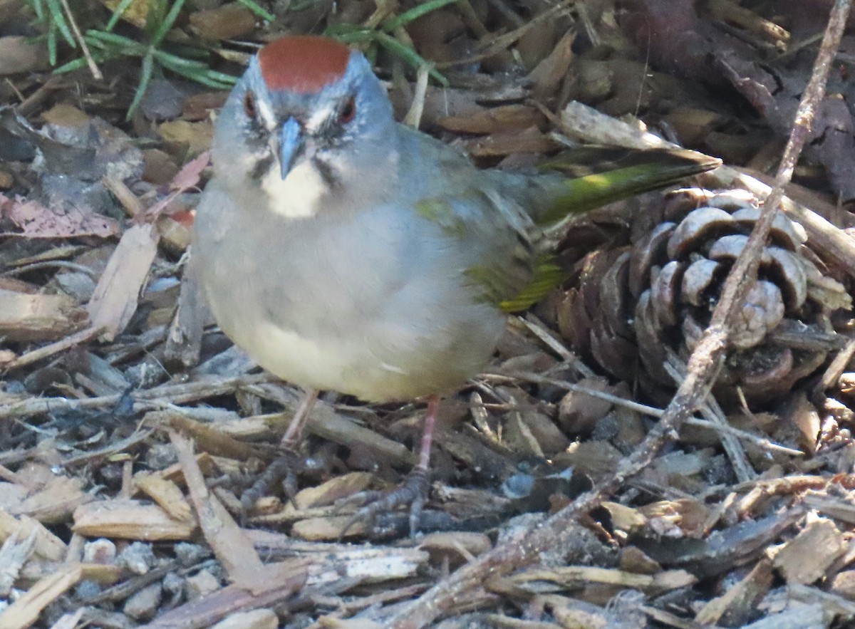 Green-tailed Towhee - ML646432169