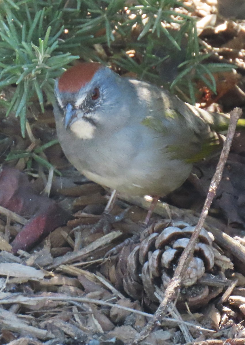 Green-tailed Towhee - ML646432170