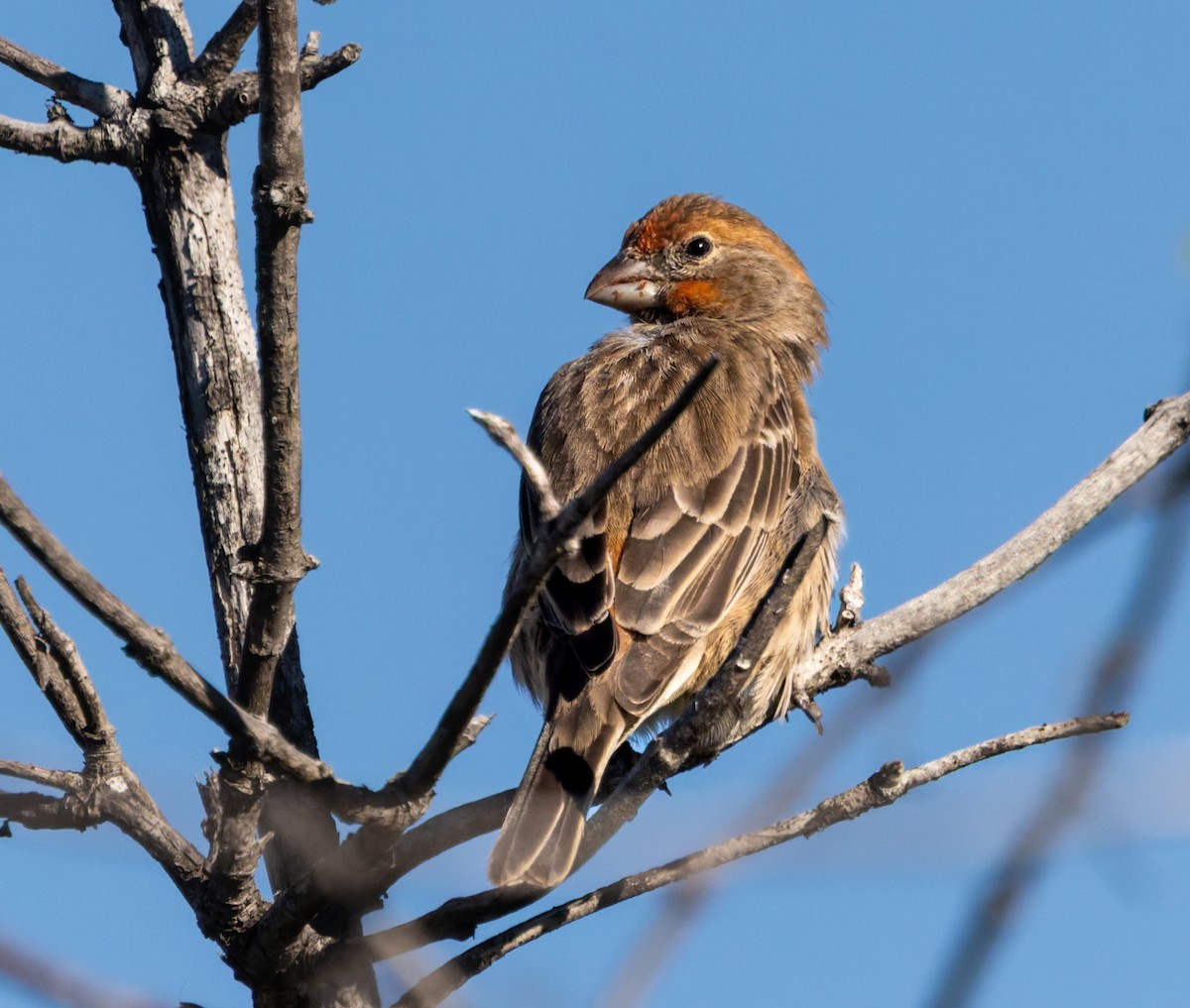 House Finch - ML646432173