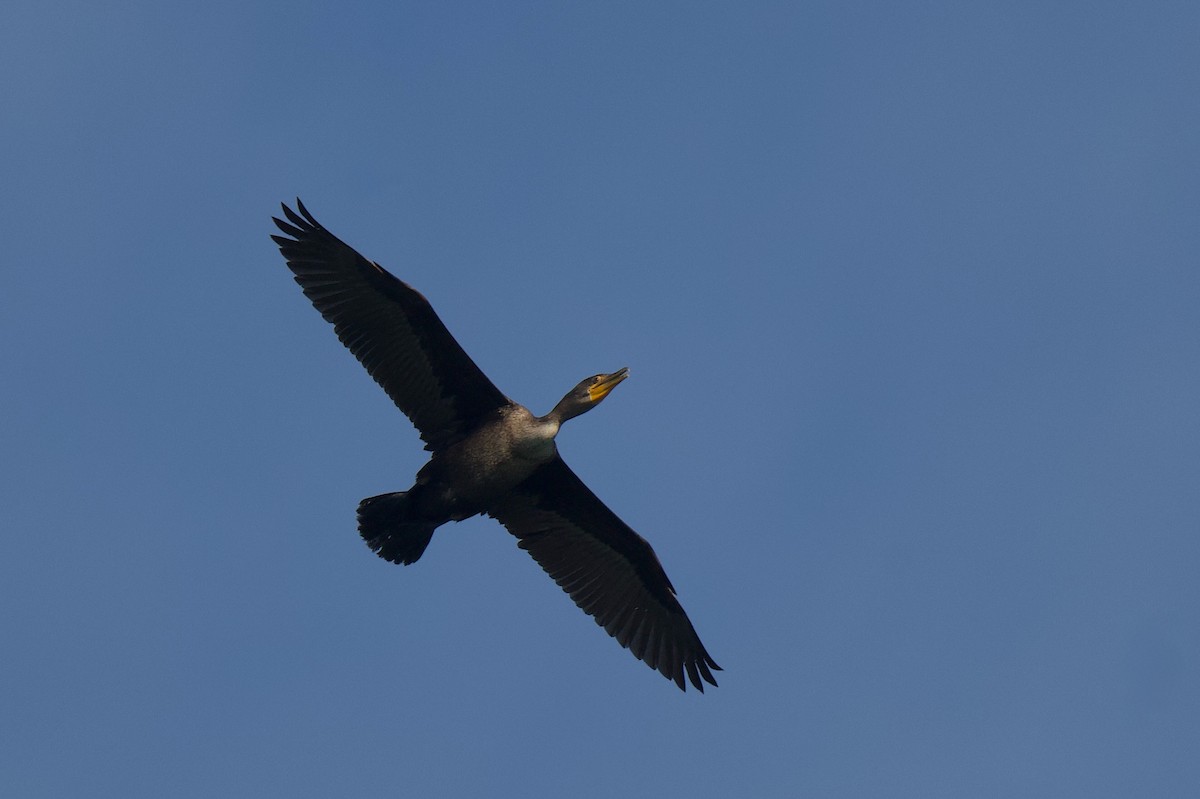 kormorán ušatý - ML646432174