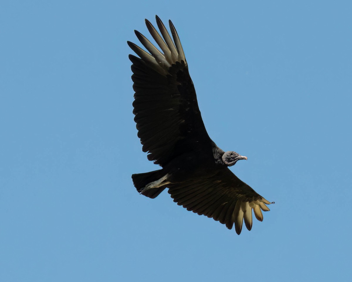 Катарта чорна - ML646432177