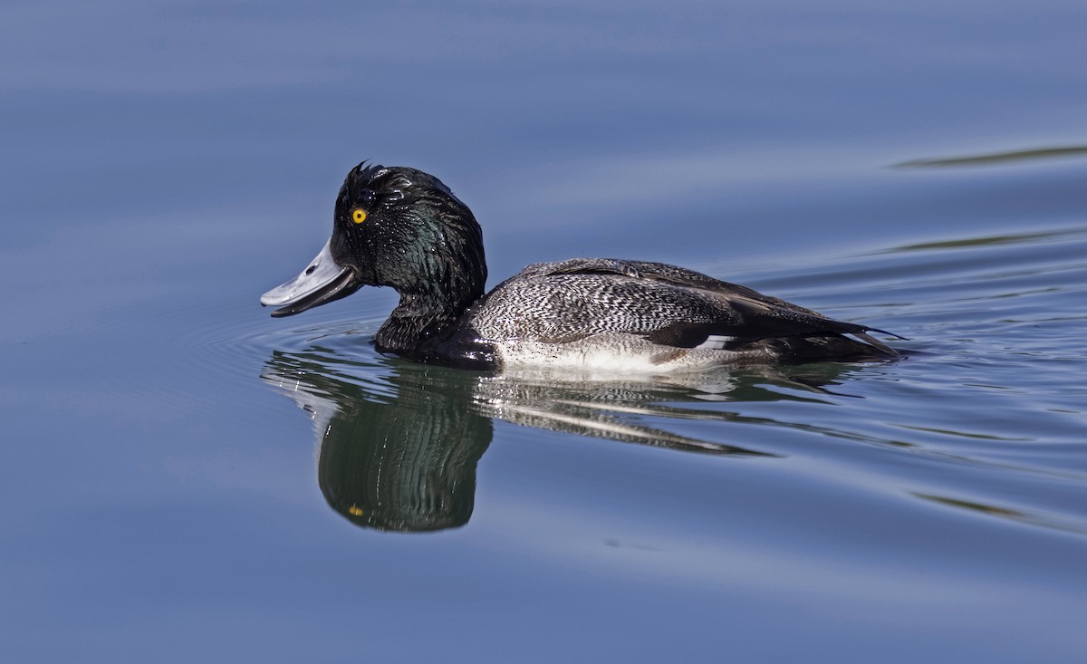 Lesser Scaup - ML646432179
