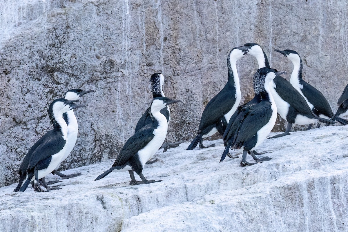 Black-faced Cormorant - ML646432180