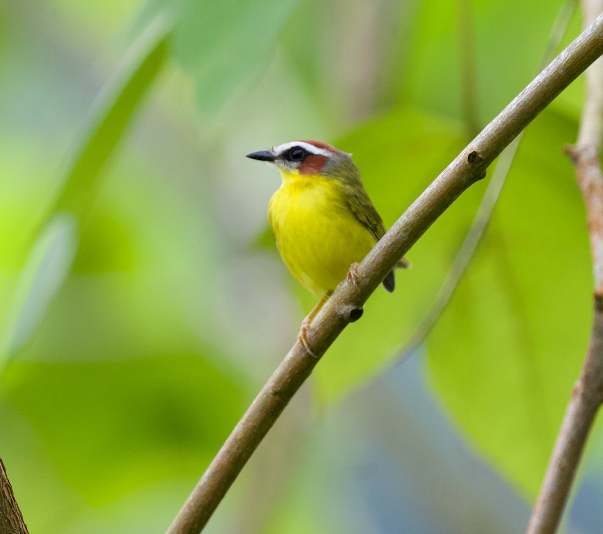 Chestnut-capped Warbler - ML646432181