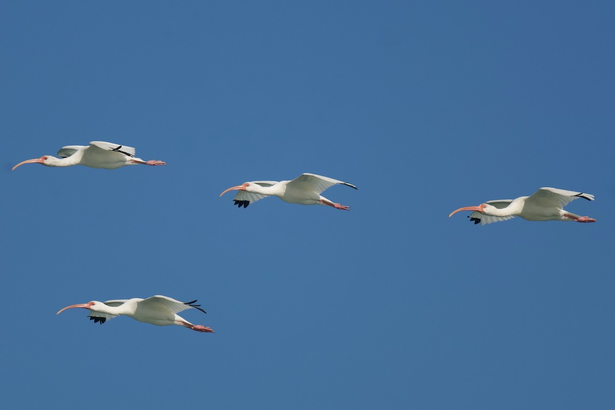 ibis bílý - ML646432182