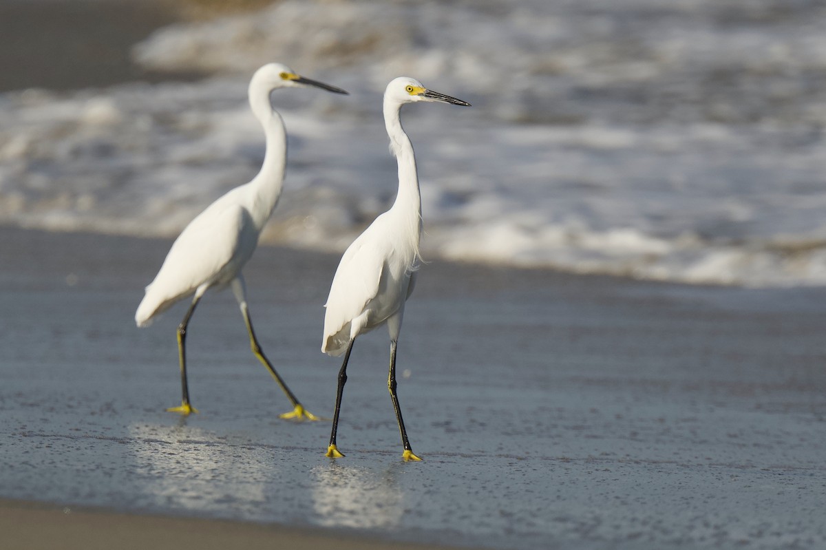 volavka bělostná - ML646432183