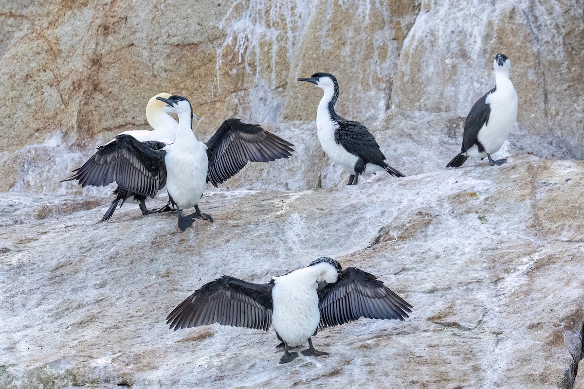 Black-faced Cormorant - ML646432188