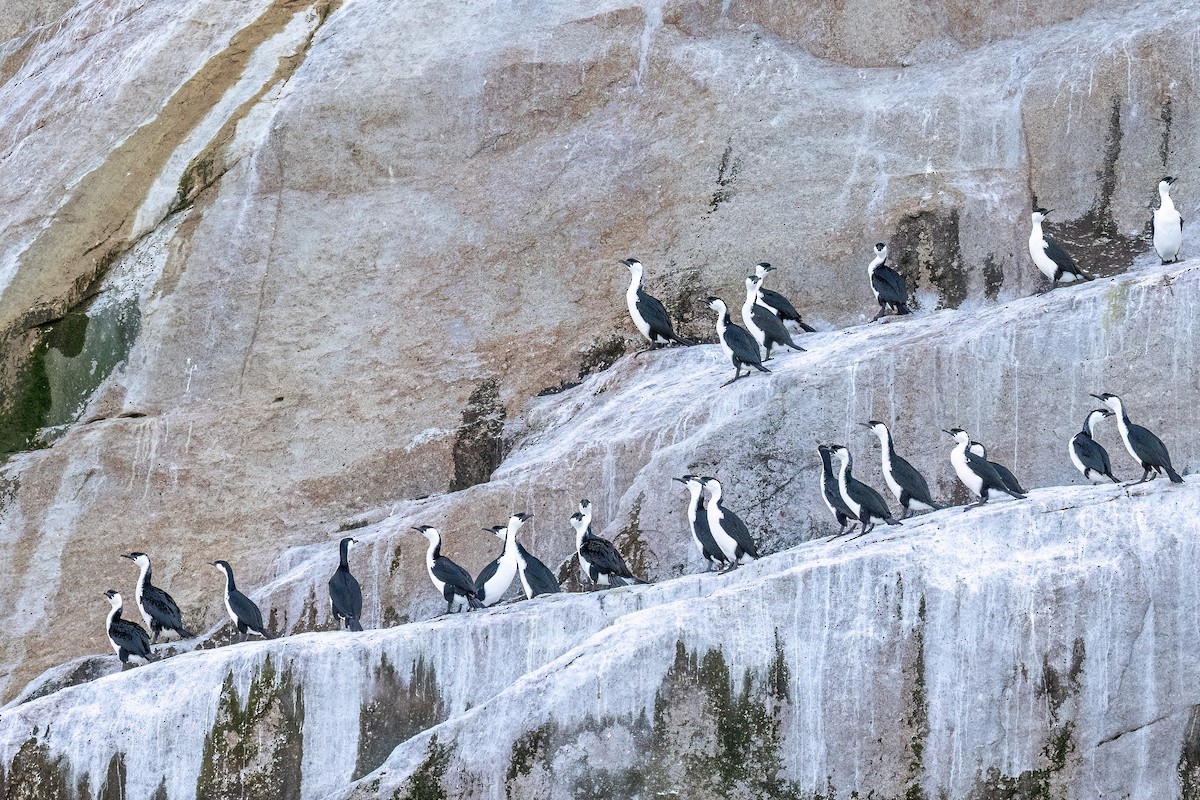 Black-faced Cormorant - ML646432189