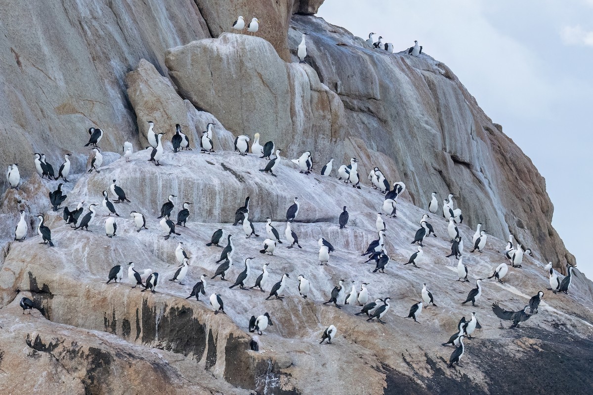 Black-faced Cormorant - ML646432190