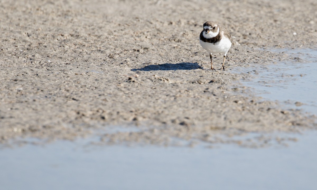 Semipalmated Plover - ML646432195