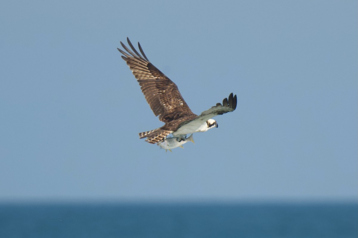 orlovec říční - ML646432196