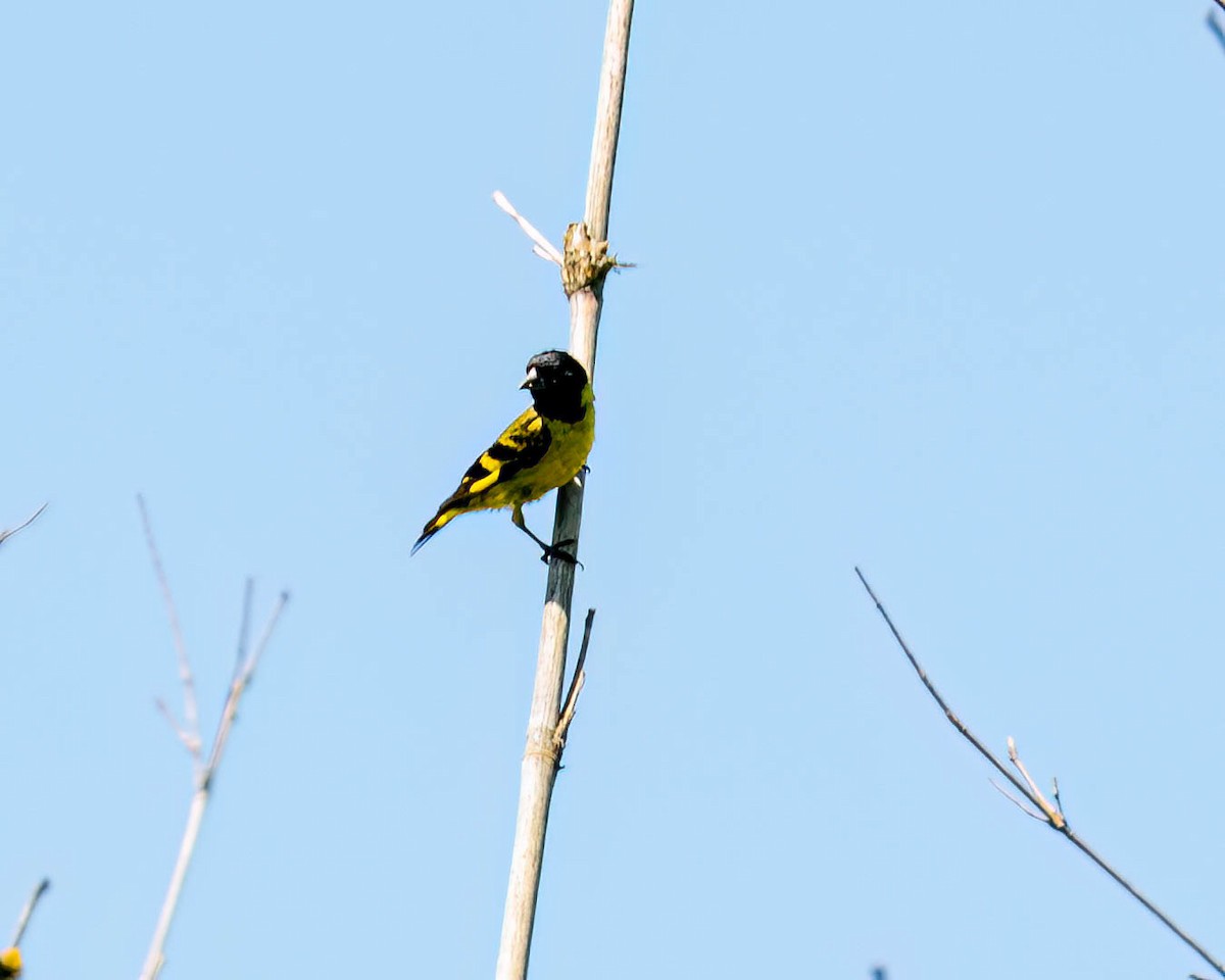 Hooded Siskin - ML646432200