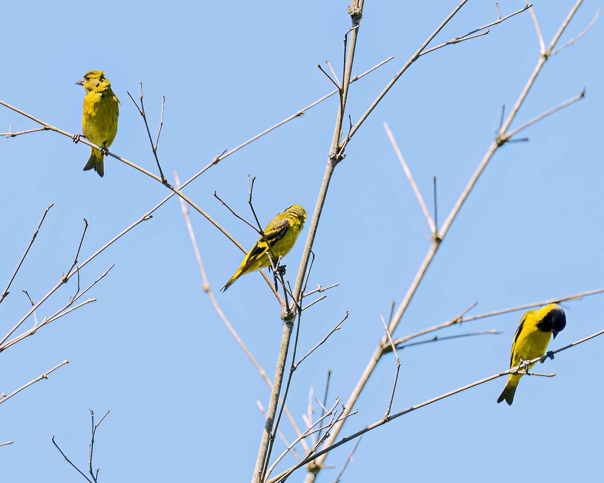 Hooded Siskin - ML646432201