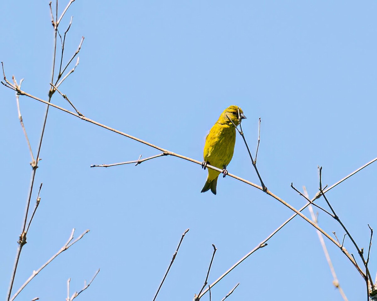 Hooded Siskin - ML646432203