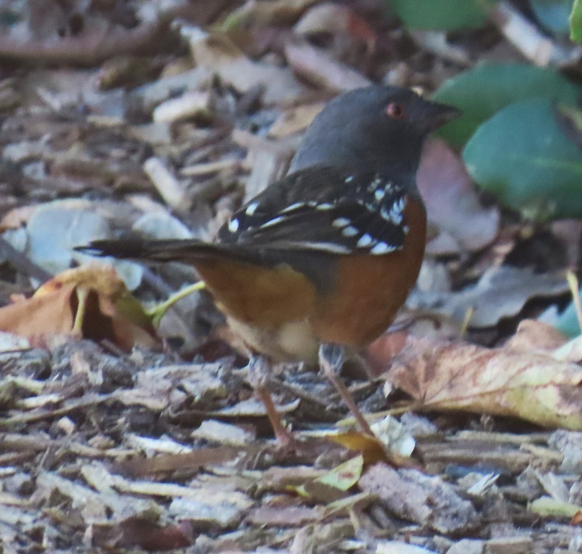 Spotted Towhee - ML646432204