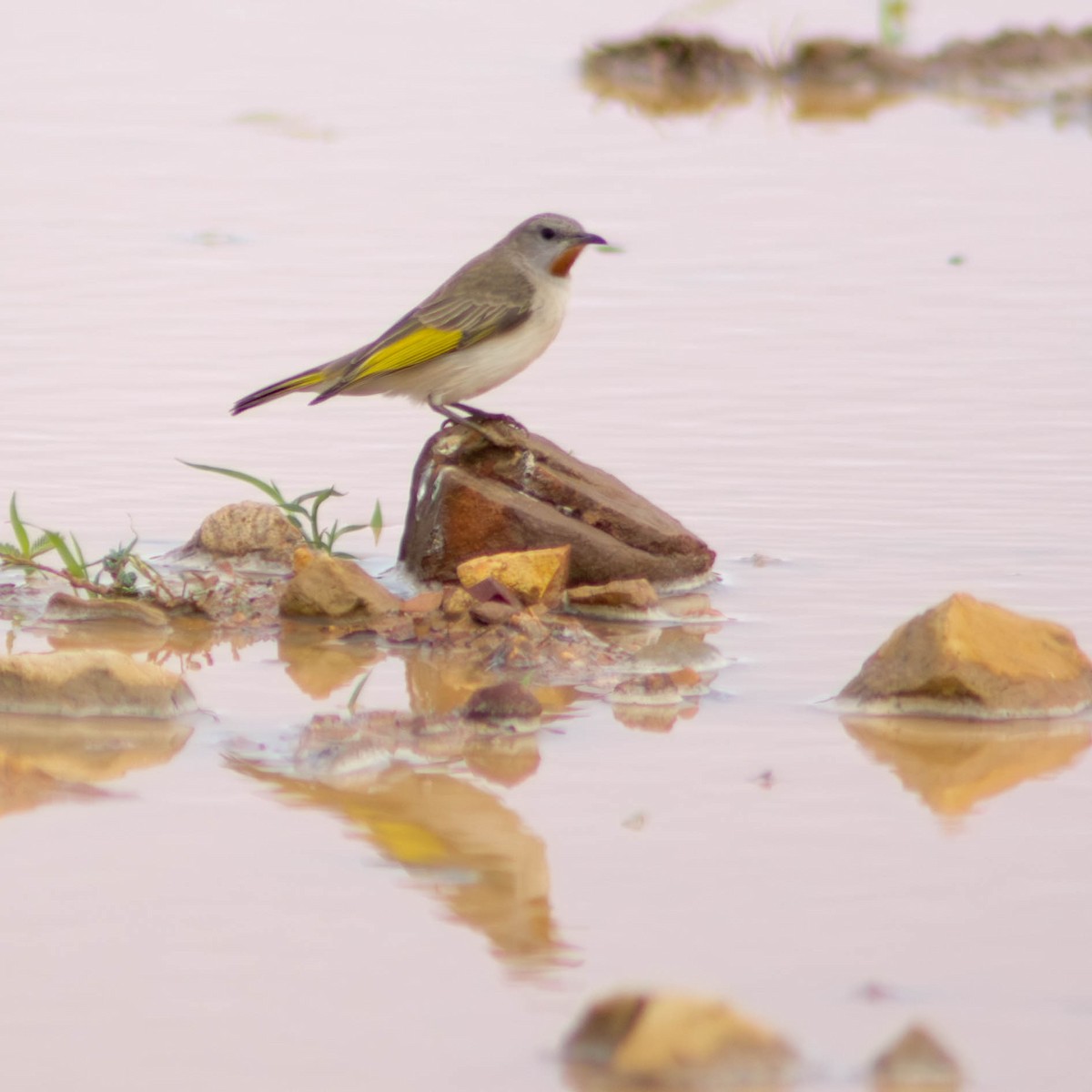 Mielero Golirrufo - ML646432205