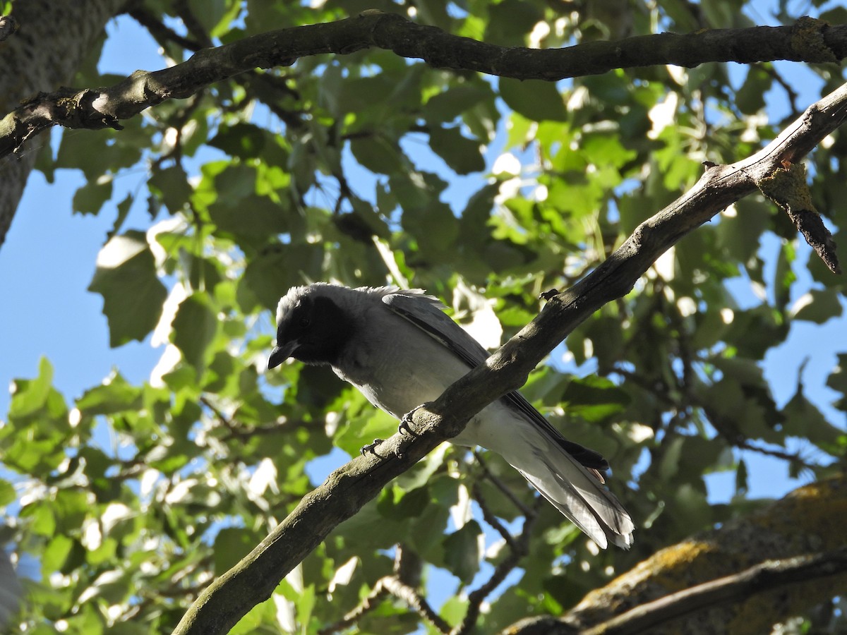 Black-faced Cuckooshrike - ML646432207