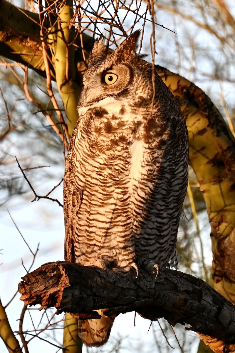 Great Horned Owl - ML646432208